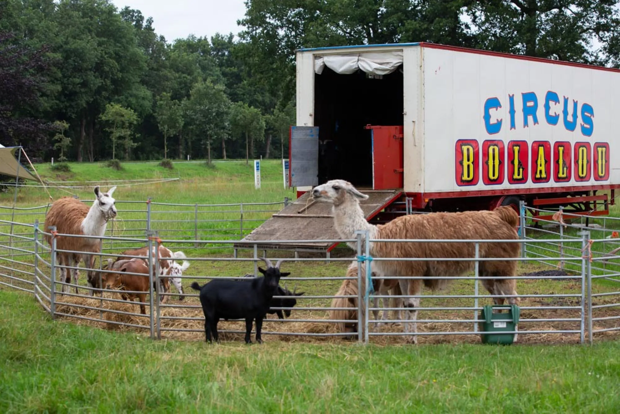 Dennis en Steffie staan  met Circus Bolalou  al weken stil in Laren. 