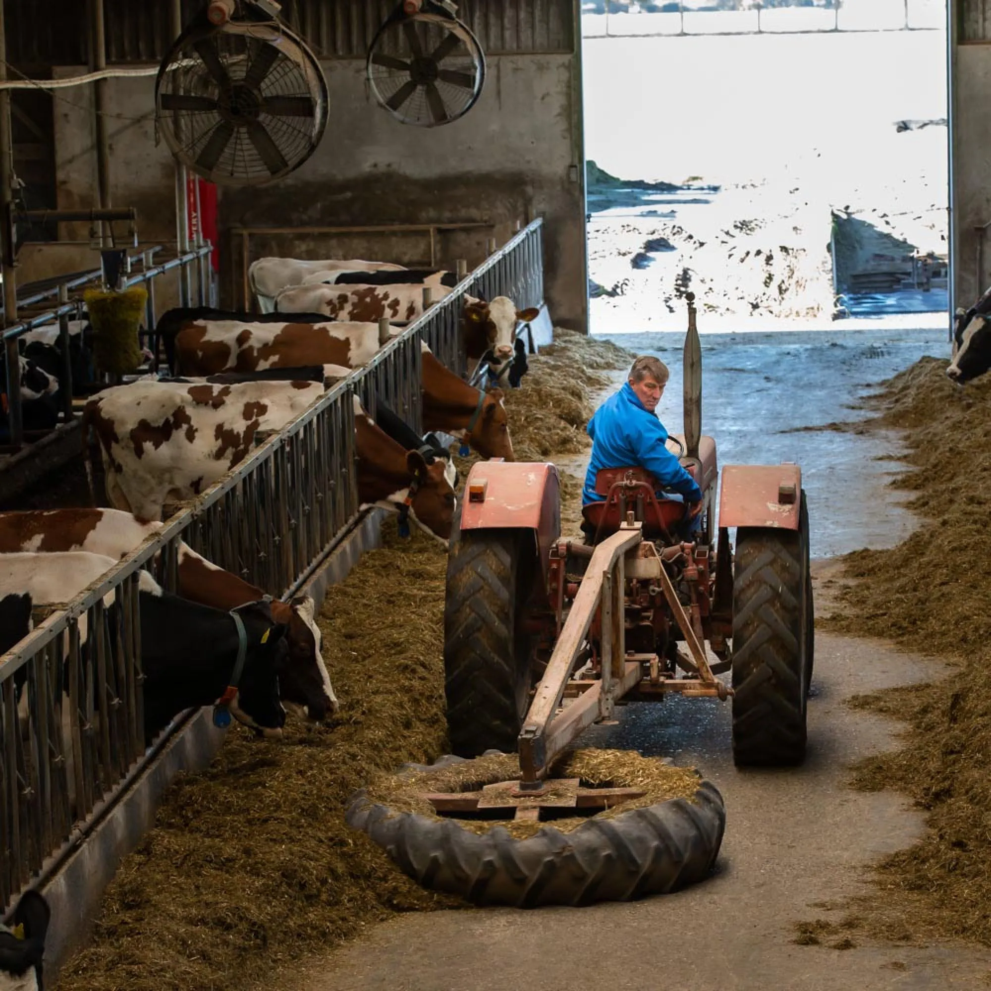 Met veel liefde en passie aandacht voor het vee en de omgeving - Familie Eggink