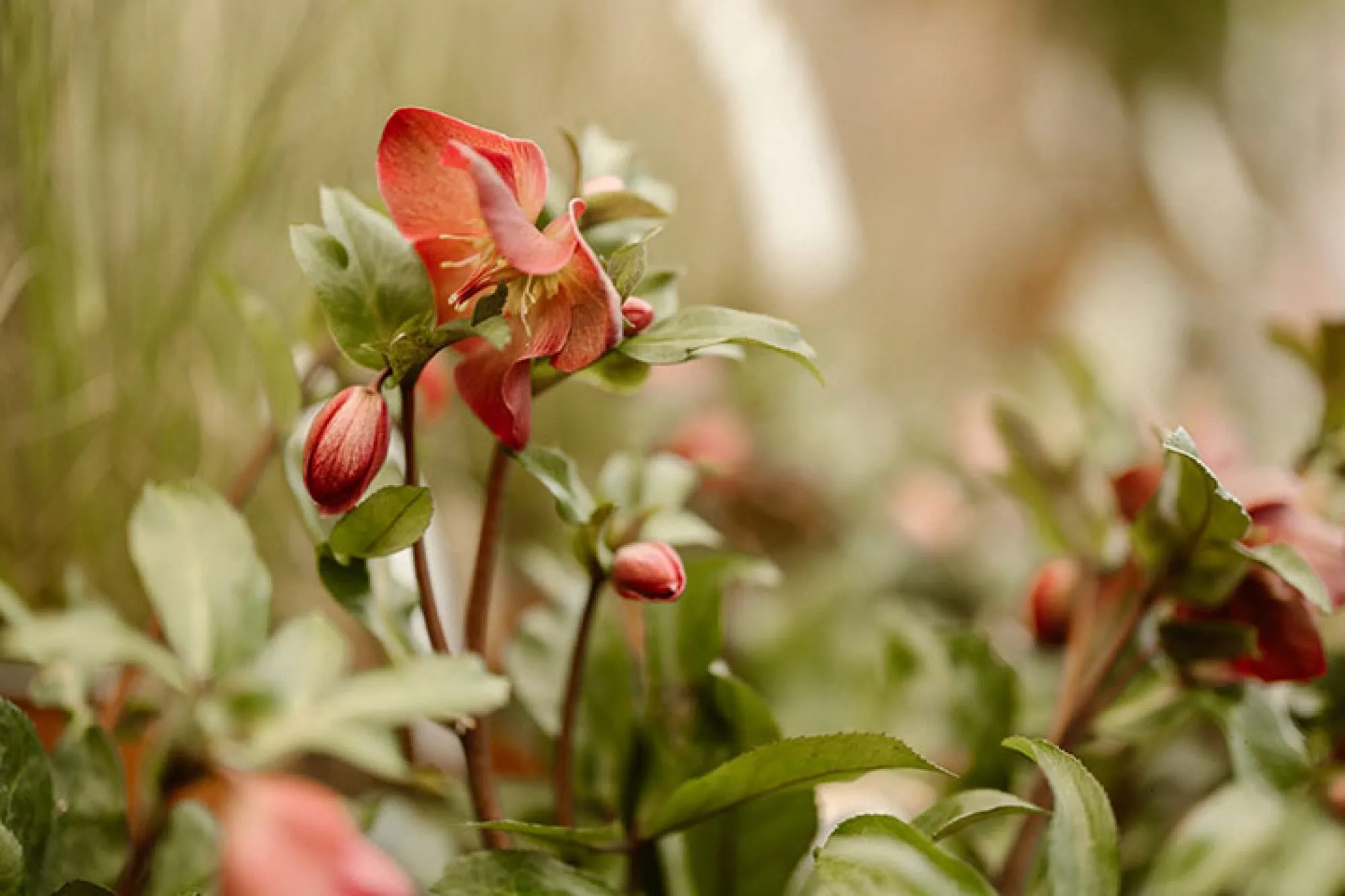 Na 50 jaar dienstverband  bij Haneveld gaat  Johan Holmer met pensioen