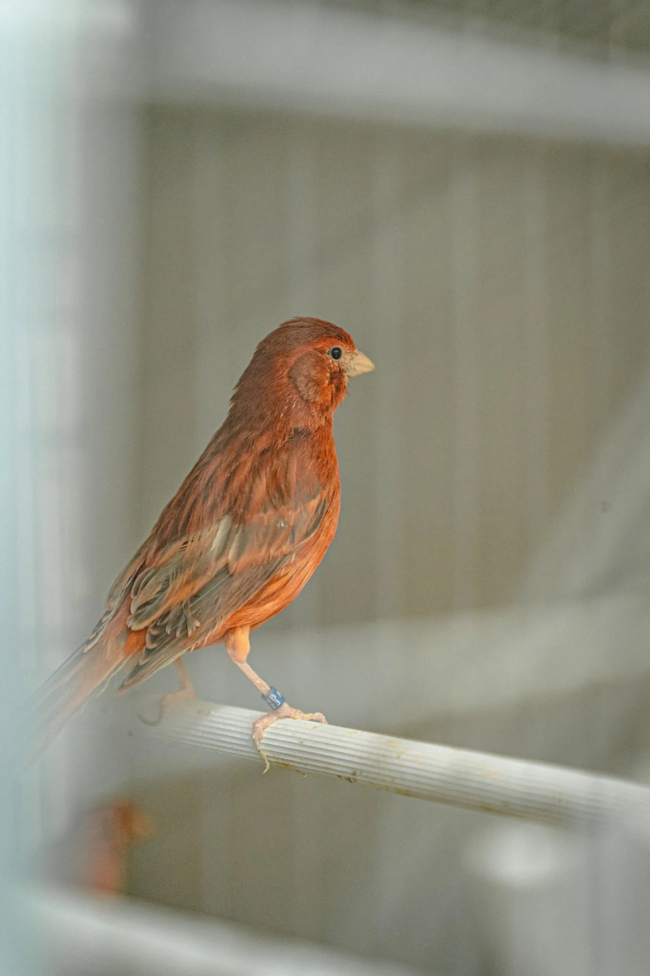 Kweker van wereldklasse vogels zorgt tevens voor jonge leden aanwas