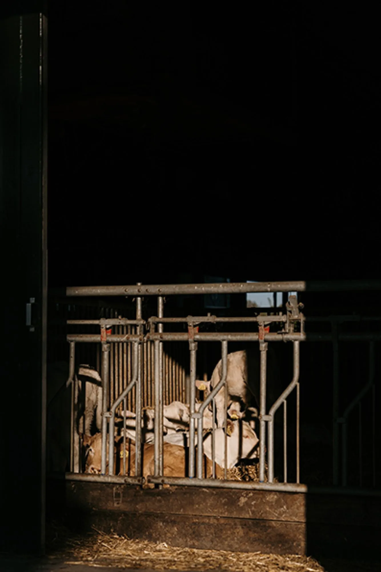 Het gezin achter - Boerderij  CV Stevens