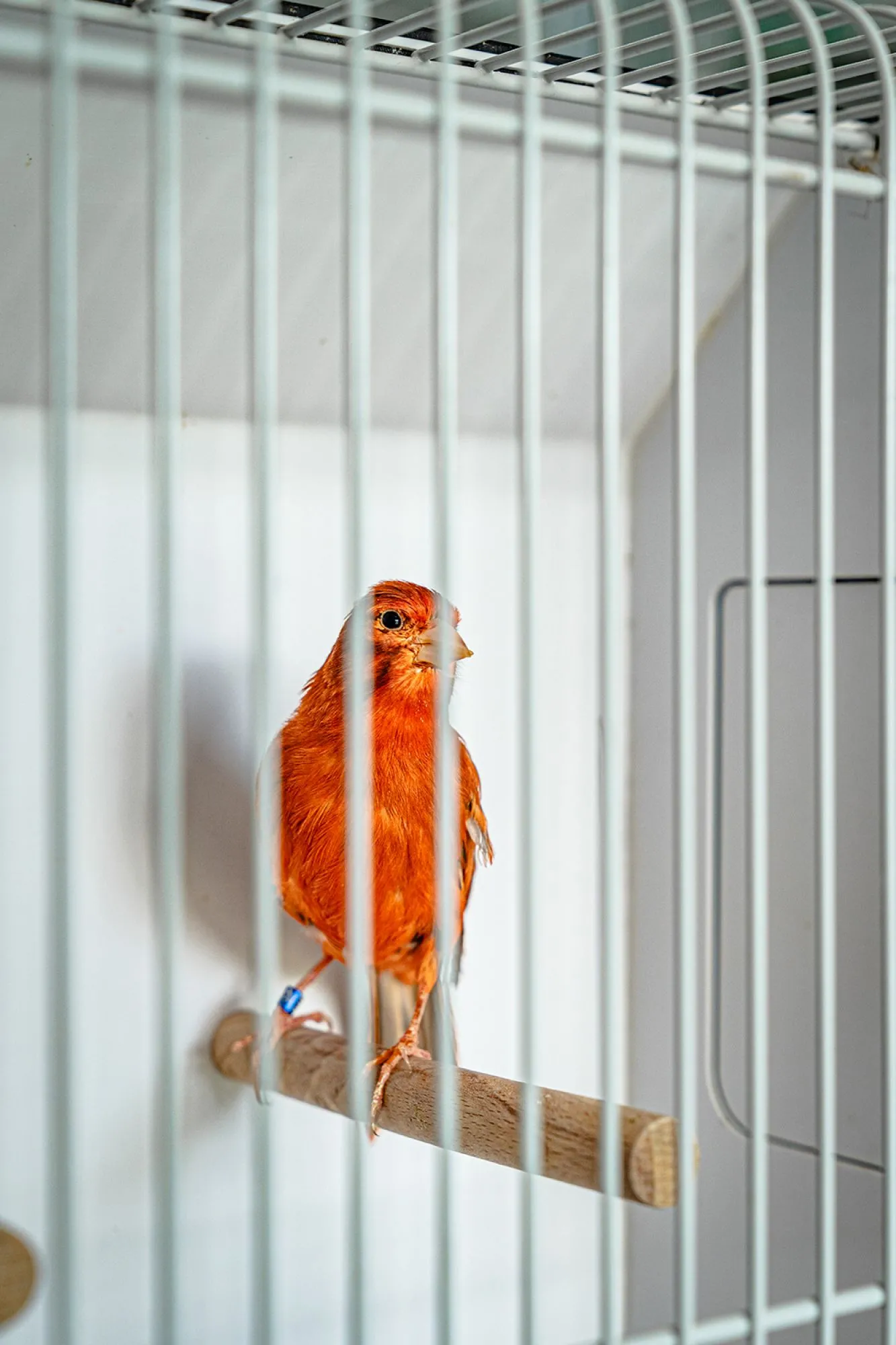 Kweker van wereldklasse vogels zorgt tevens voor jonge leden aanwas